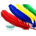 Pluma de pavo - Varios colores